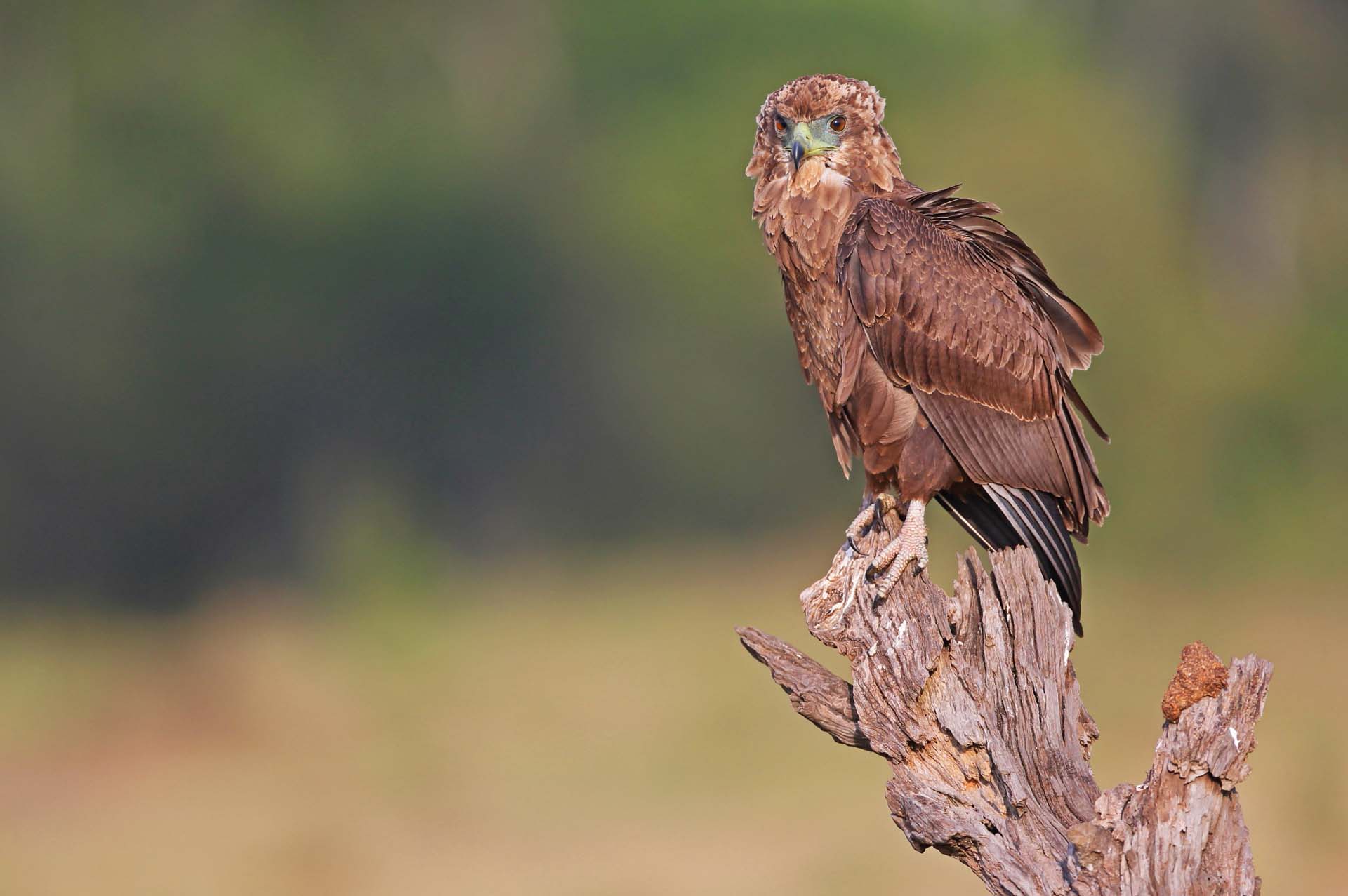 Aigle bateleur immature - Réserve nationale de Masai Mara - Kenya - Afrique - Young bateleur eagle - Masai Mara National Reserve - Kenya - Africa - Terathopius ecaudatus