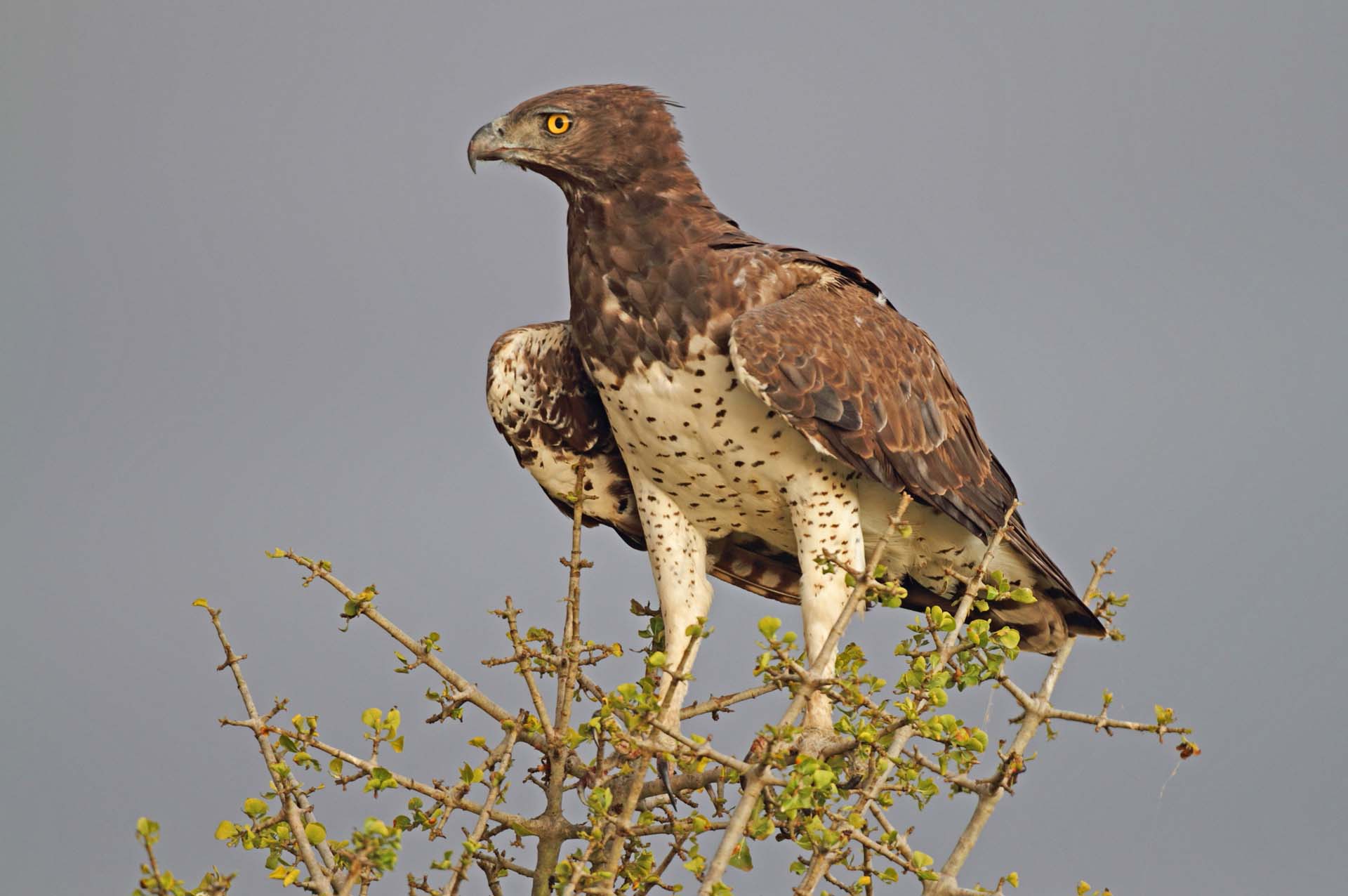 Aigle martial - Réserve nationale de Masai Mara - Kenya - Afrique - Martial eagle - Masai Mara National Reserve - Kenya - Africa - Polemaetus bellicosus